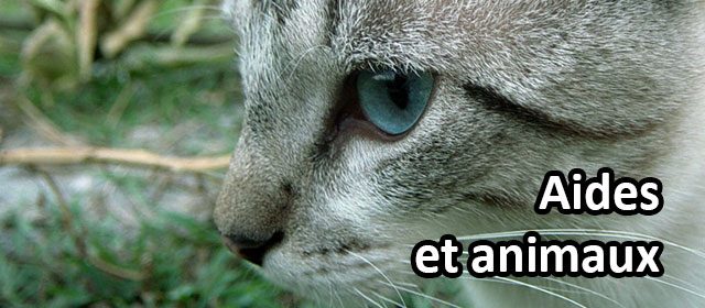 Aides pour soigner son chat ou son chien